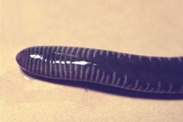 Image of Gaboon Caecilian
