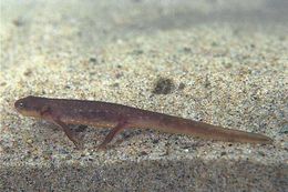 Image of Rough-skinned Newt