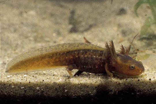 Image of Emperor newt