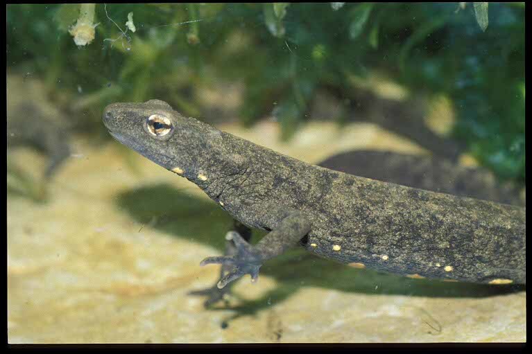 Image of Chinese Warty Newt