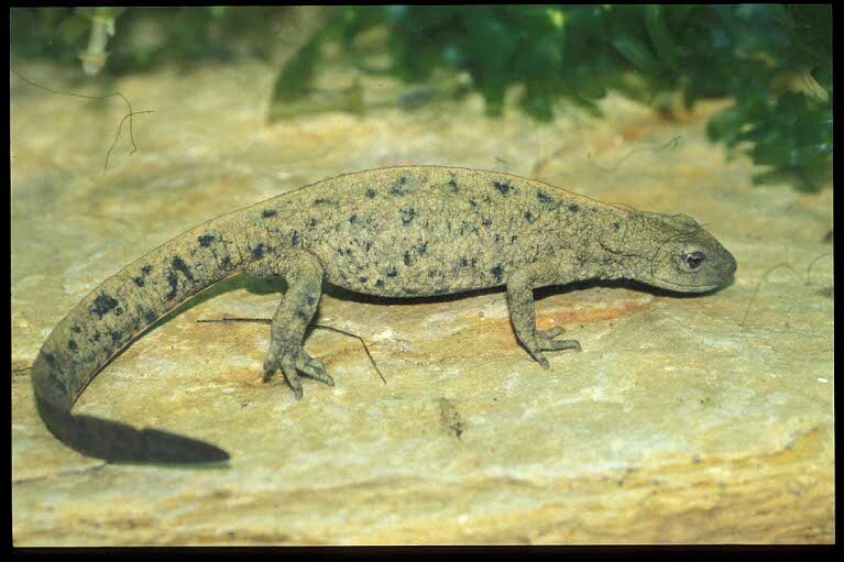 Image of Chinese Warty Newt