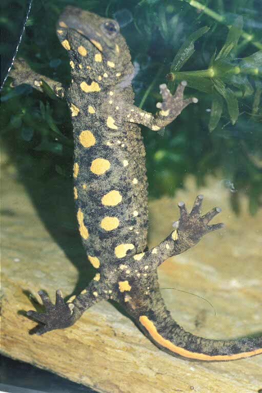 Image of Chinese Warty Newt