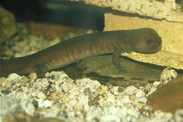 Image of Shangcheng salamander