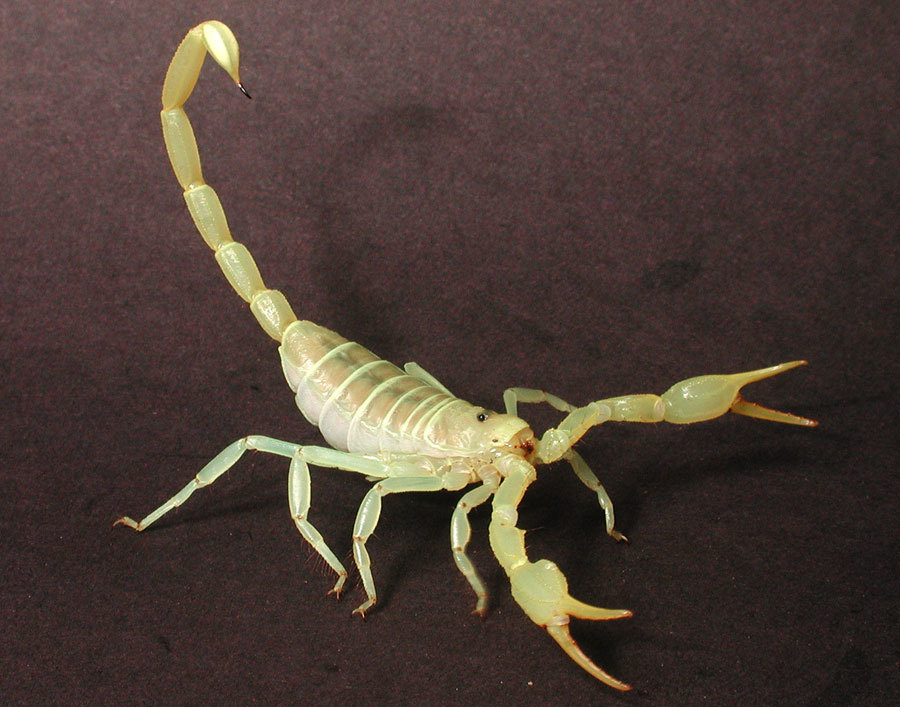 Image de Smeringurus mesaensis (Stahnke 1957)