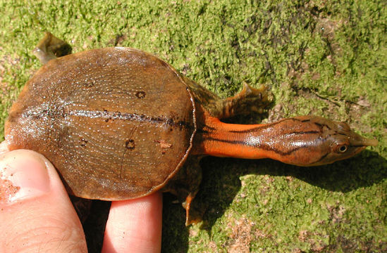 Image of Malayan Soft-shelled Turtle