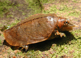 Image of Malayan Soft-shelled Turtle