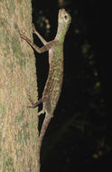 Sivun Draco melanopogon Boulenger 1887 kuva