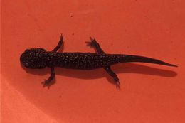 Image of Hida Salamander