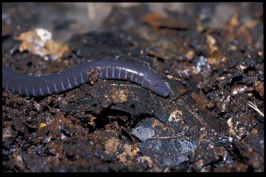 Image of Gaboon Caecilian