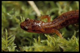 Image of Western Redback Salamander