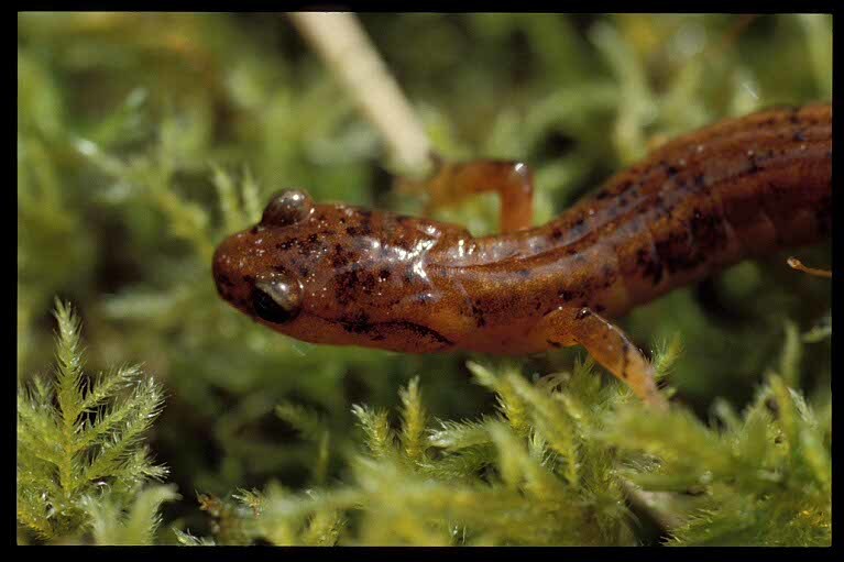 صورة Plethodon vehiculum (Cooper 1860)