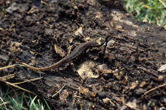 Image of Spectacled Salamander