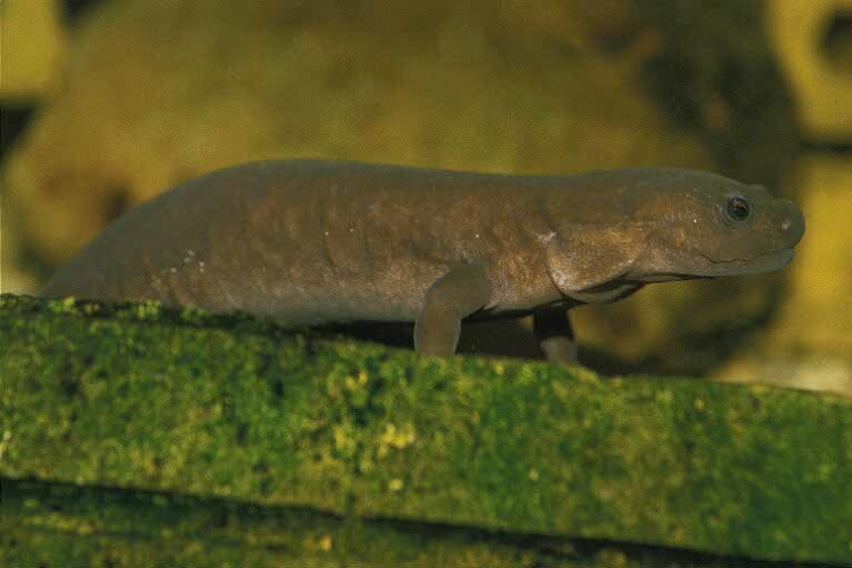 Image of Shangcheng salamander