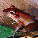 Image of Almirante Robber Frog