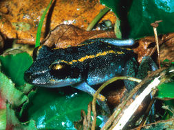 Image of Fort Randolph Robber Frog