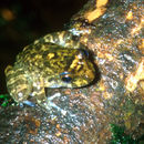 Image of Bob’s robber frog