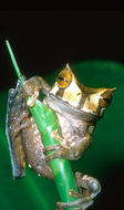 Image of Horned Marsupial Frog