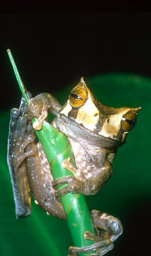 Imagem de Gastrotheca cornuta (Boulenger 1898)