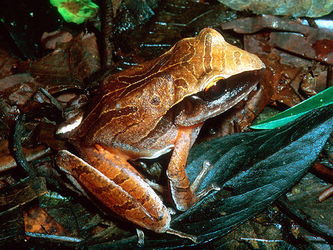 Image of Noble's Robber Frog