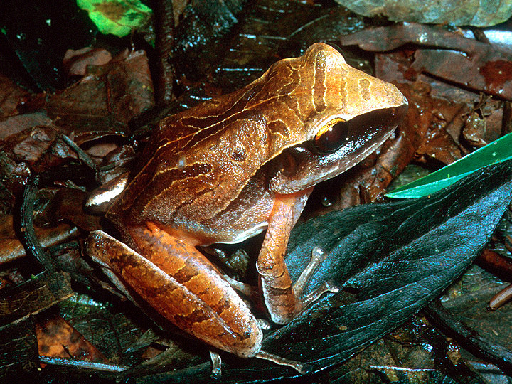 Image of Noble's Robber Frog