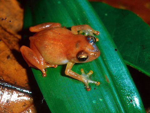 Image of Montane Dink Frog