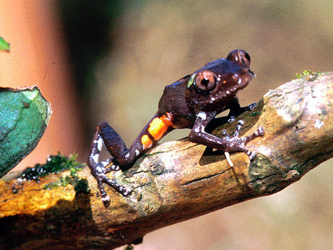 Image of Mountain Robber Frog
