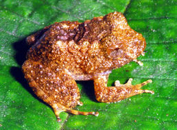 Image of Rusty Robber Frog