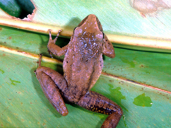 Image of Fitzinger's Robber Frog