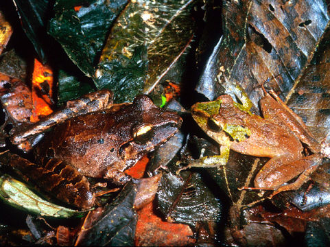 Image of Isla Bonita Robber Frog