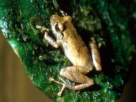 Image of Rio San Juan Robber Frog