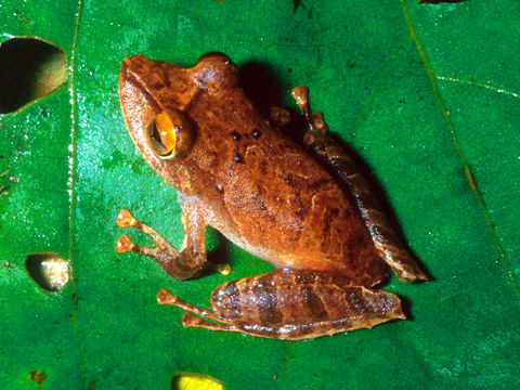 Image of La Loma Robber Frog