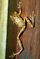 Image of Limon Robber Frog
