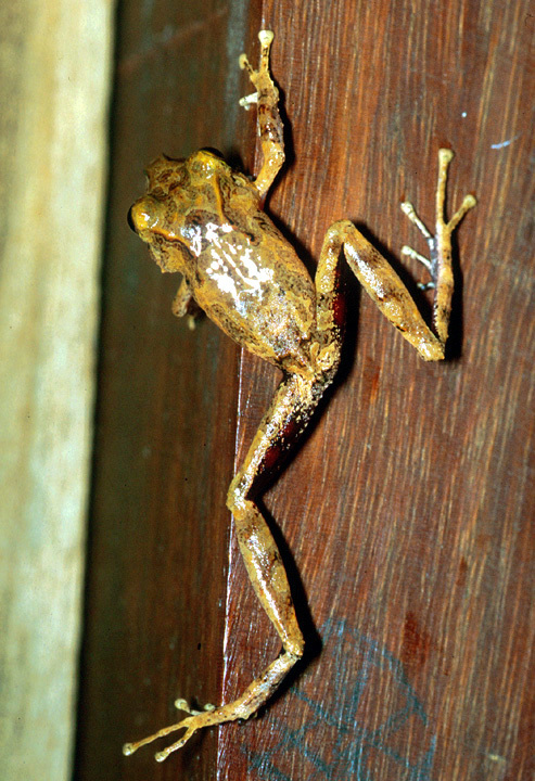 Imagem de Pristimantis cerasinus (Cope 1875)