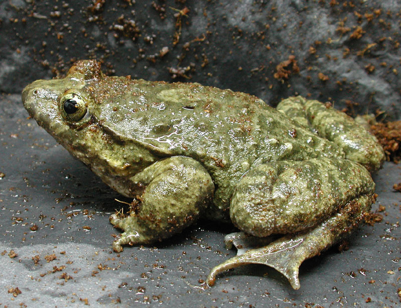 Image de Discoglossus sardus Tschudi ex Otth 1837