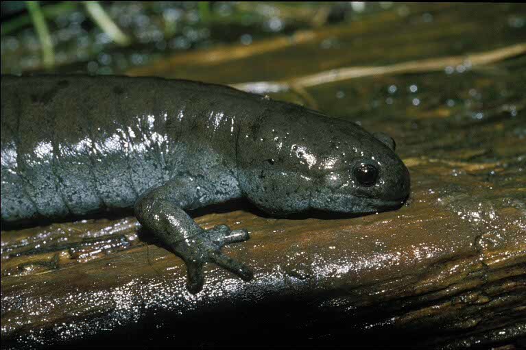 Image of Smallmouth Salamander