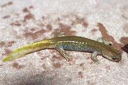 Image of Clouded Salamander