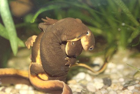 Image of Rough-skinned Newt