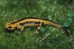 Image of <i>Salamandra salamandra fastuosa</i>
