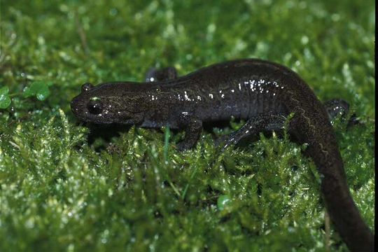 Image of Tohoku Salamander