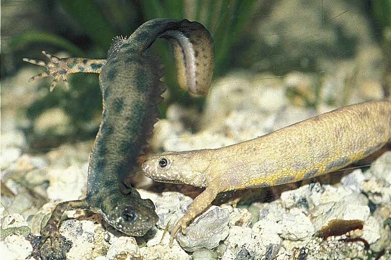 Plancia ëd Triturus carnifex (Laurenti 1768)