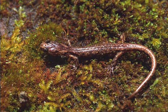 Image of Clouded Salamander