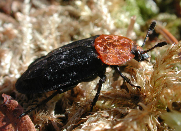 Image of <i>Oeceoptoma thoracica</i>