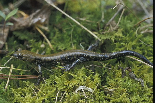 Sivun Plethodon petraeus Wynn, Highton & Jacobs 1988 kuva