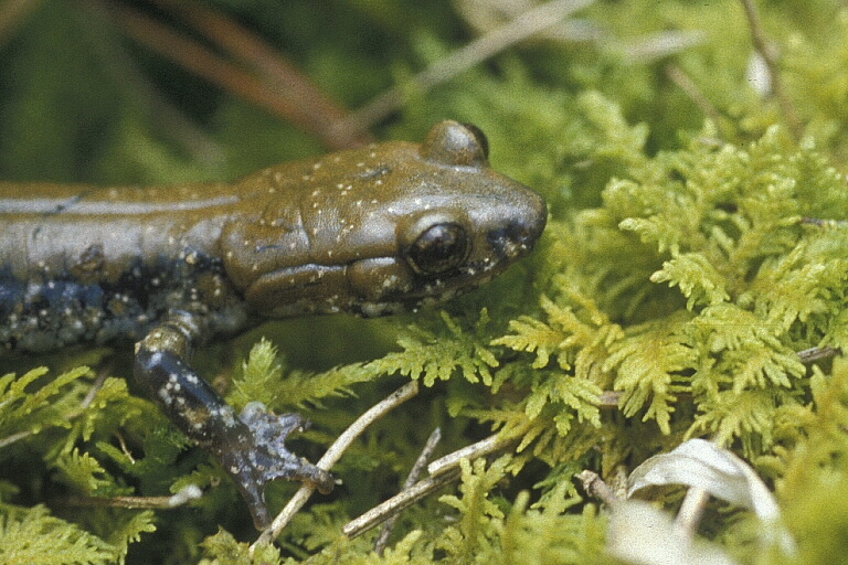 Image de Plethodon petraeus Wynn, Highton & Jacobs 1988