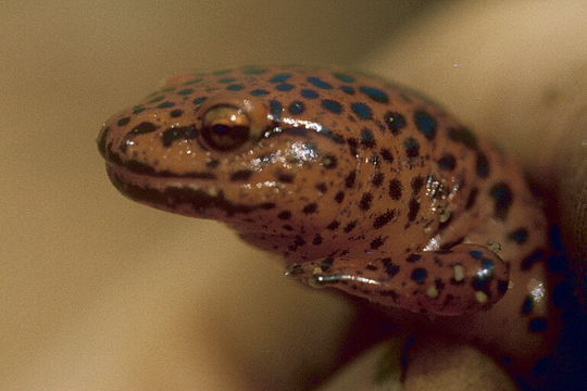 Image of Red Salamander