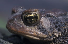 Image de Anaxyrus americanus (Holbrook 1836)