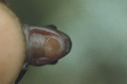 Image of Wehrle's Salamander