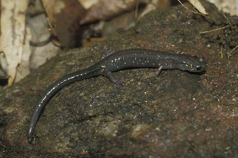 Image of Wehrle's Salamander