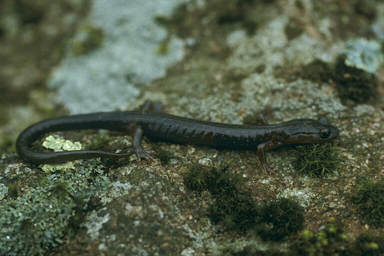 Sivun Plethodon wehrlei Fowler & Dunn 1917 kuva