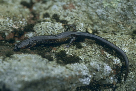 Sivun Plethodon wehrlei Fowler & Dunn 1917 kuva